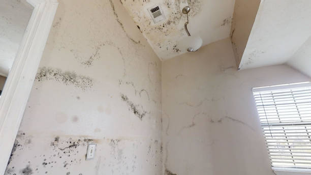 Best Environmental Consulting for Mold Prevention  in Las Maravillas, NM