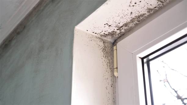 Best Airborne Mold Testing  in Las Maravillas, NM