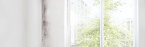 Best Mold Odor Removal Services  in Las Maravillas, NM